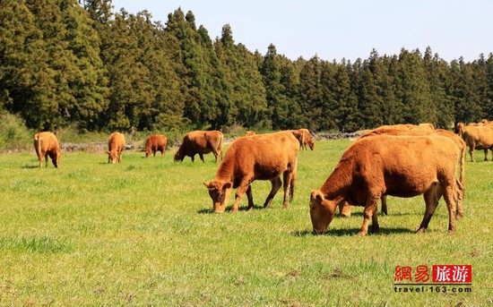 日本人最?lèi)?ài)和牛 韓國(guó)人有引以為傲的韓牛