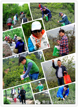 在這么美的地方體驗(yàn)采茶，簡直太有感覺了