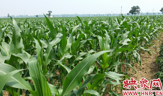 種植其他品種的玉米苗枝粗葉大，郁郁蔥蔥