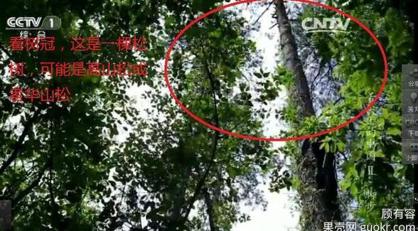 專家揭《舌尖2》爬樹造假 總導演暫不回應(yīng) 專家揭《舌尖2》爬樹造假 總導演暫不回應(yīng)