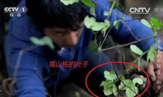 專家揭《舌尖2》爬樹造假 總導演暫不回應(yīng) 專家揭《舌尖2》爬樹造假 總導演暫不回應(yīng)