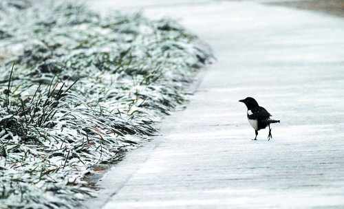 今冬鄭州第一場雪 降雪量為6毫米 今冬鄭州第一場雪 降雪量為6毫米