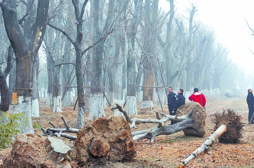 老樹之殤，令人扼腕。