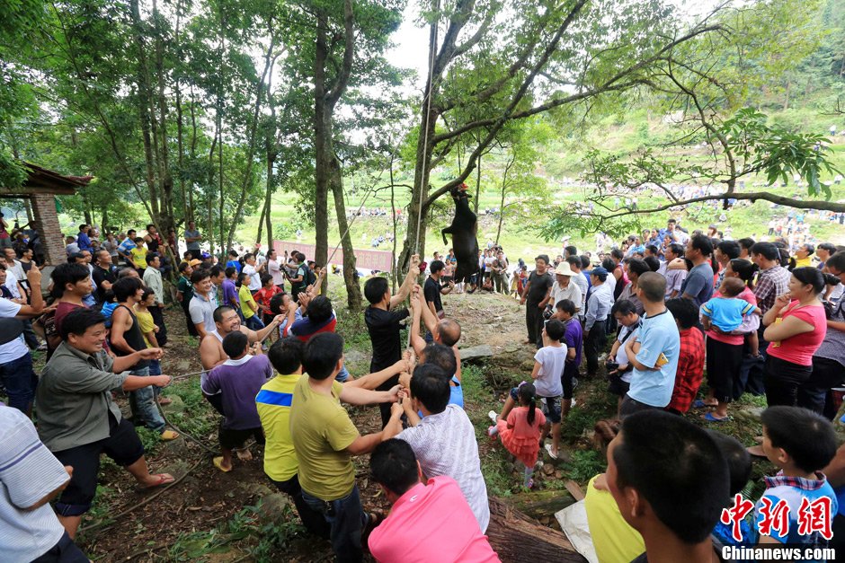 黃牛被侗族村民合力吊在樹(shù)上。譚凱興 攝