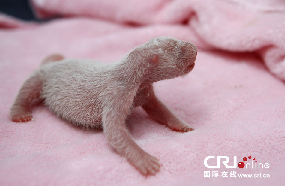 2013年7月11日，成都大熊貓繁育研究基地月亮產(chǎn)房，新生大熊貓寶寶在育嬰箱里憨態(tài)可掬。