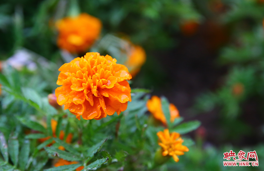 一場(chǎng)秋雨洗去花朵上多日來的塵埃，嬌艷欲滴。