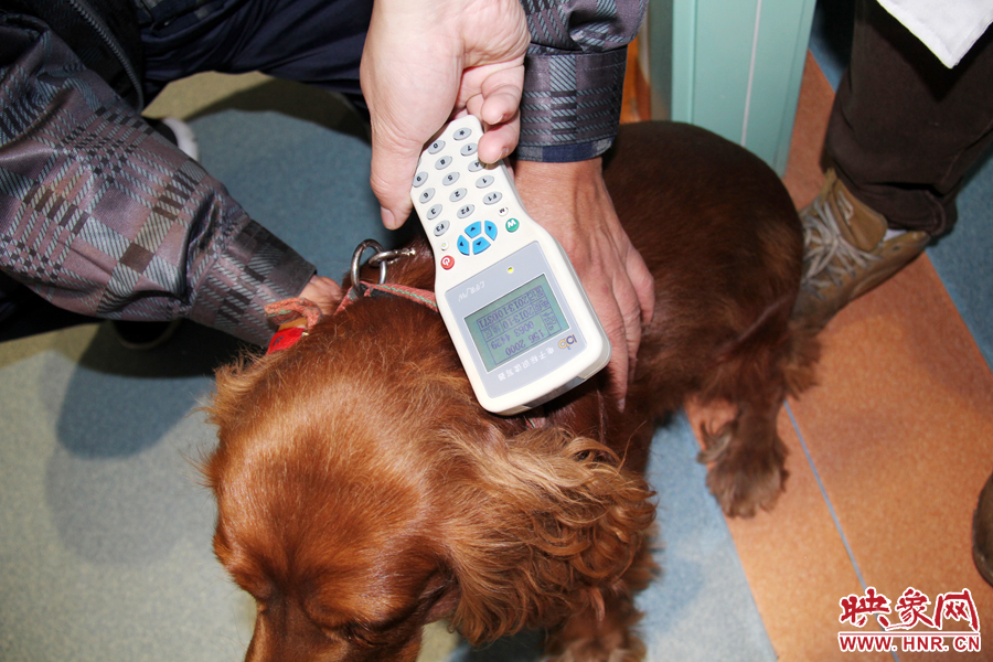 只要用儀器一掃，狗狗的信息就可以一覽無余