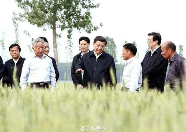 習近平走進糧田,看麥穗灌漿,問農(nóng)田建設(shè)。