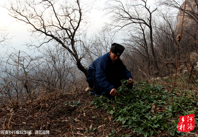 山上缺雨少水，不大的一方菜地。是他和另一個(gè)道友的菜地，老崔的蔬菜倒也擺弄的一片生機(jī)盎然。