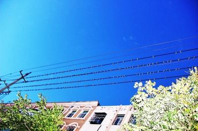 民權(quán)火車(chē)站附近聚集了近萬(wàn)只小燕子 場(chǎng)面壯觀