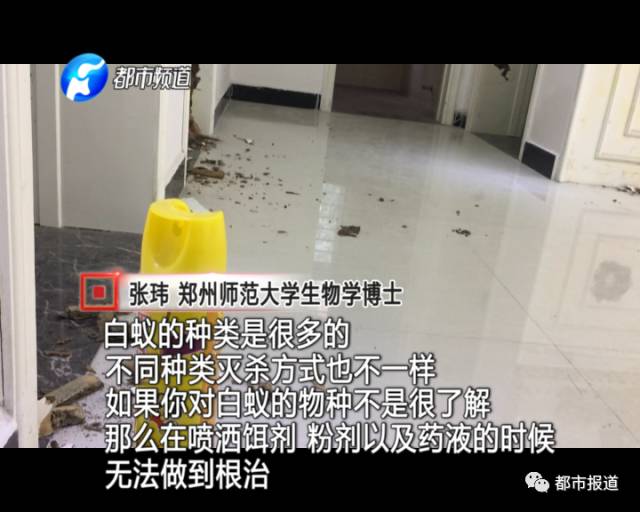 蟻?zhàn)宕筌娙肭?！十幾萬裝修的新家被“吃掉”