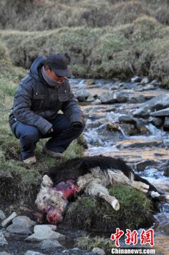 　今年，他家已經(jīng)有3只羊被狼咬死。確·胡熱攝