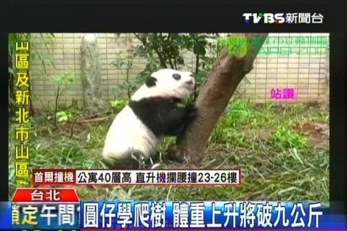 大陸贈(zèng)臺(tái)熊貓幼崽將逾9公斤學(xué)爬樹(shù)場(chǎng)面逗趣