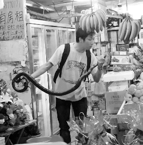 捕蛇專家張亮抓住眼鏡王蛇。信息時(shí)報(bào)記者 康健 翻拍