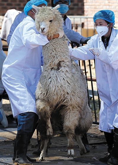好強(qiáng)壯！我真的不是虛胖，兩三個人別想控制我。