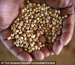 超強(qiáng)厄爾尼諾將引發(fā)全球極端天氣，中國(guó)北方或極端高溫-