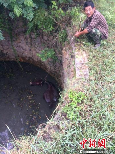 圖為大水牛掉進13米深坑，民警消防灌水施救。