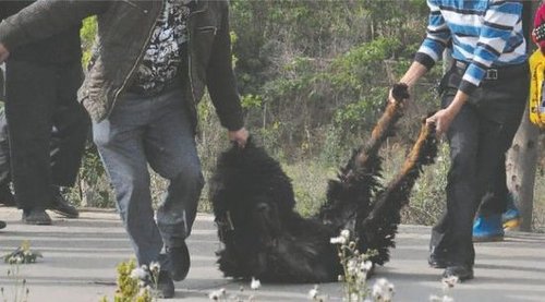 雙流鳳凰村兩只巨型藏獒襲擊村民，民警用手槍將其當(dāng)場擊斃