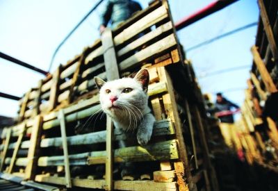 貨車上被販運的貓。 記者陳亮 攝