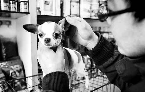 鄭州:A級(jí)寵物美容師年入可達(dá)15萬(wàn) 鄭州:A級(jí)寵物美容師年入可達(dá)15萬(wàn)