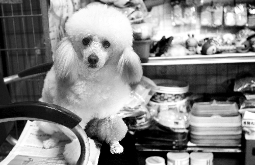 鄭州:A級(jí)寵物美容師年入可達(dá)15萬(wàn) 鄭州:A級(jí)寵物美容師年入可達(dá)15萬(wàn)