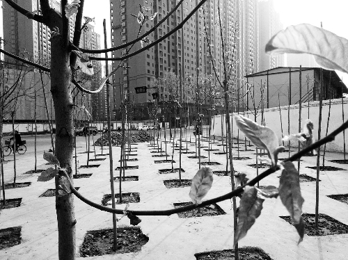 英協(xié)路沈莊北街路口空地上，城管雇人種的100多棵樹已經(jīng)長出了嫩芽