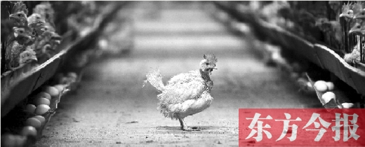 雞蛋賠本賣仍滯銷 養(yǎng)殖戶感嘆補貼政策有失公允 雞蛋賠本賣仍滯銷 養(yǎng)殖戶感嘆補貼政策有失公允