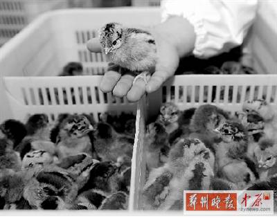 五一過后，雞苗價格逐步漲至2元