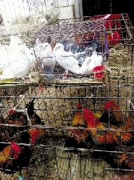 銷量大不如前，近期可能漲價