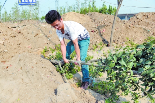 剛成活的樹(shù)被堆來(lái)的土埋了 剛成活的樹(shù)被堆來(lái)的土埋了