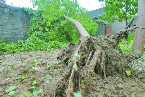 在焦作馬村區(qū)白莊老村，大樹被狂風(fēng)刮倒。