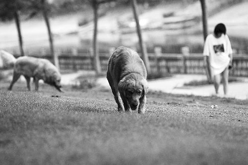 　喜歡養(yǎng)大狗狗的朋友，要抓緊給愛犬在郊外安個(gè)家哦！