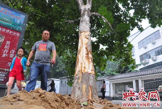 大樹根部翹起，歪向人行道邊。