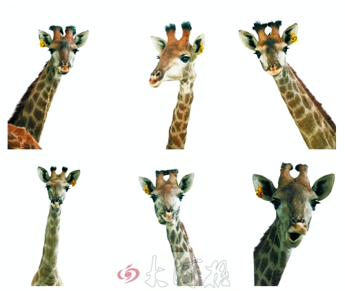 不是我們“高高在上”，只是個子太高就看看臉吧！