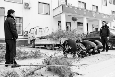 5名男子對盜竊公路綠化樹木行為供認不諱 5名男子對盜竊公路綠化樹木行為供認不諱