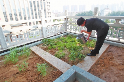 鄭州某酒店在樓頂打造的菜園子，服務(wù)員正在澆水。
