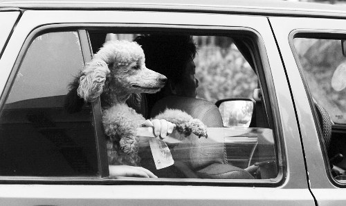 再帶著寵物出門坐出租車，可得想好了