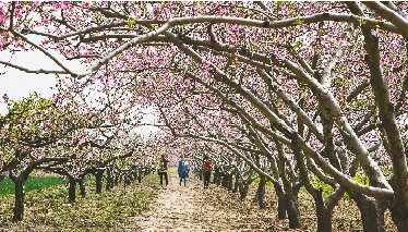 　郊外花海惹人醉。