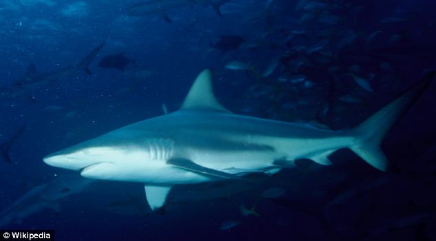 美海灘驚現(xiàn)萬頭鯊魚 美海灘驚現(xiàn)萬頭鯊魚