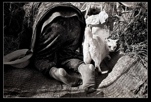 屁屁 祖母與貓的溫情世界 屁屁 祖母與貓的溫情世界