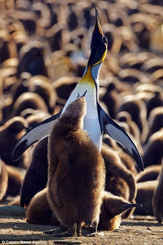 一只小企鵝找到了自己的“家長(zhǎng)”