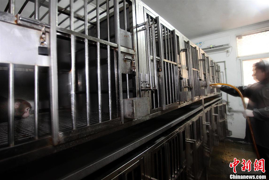 第九屆華賽獲獎(jiǎng)作品:中國(guó)制造的實(shí)驗(yàn)用猴 第九屆華賽獲獎(jiǎng)作品:中國(guó)制造的實(shí)驗(yàn)用猴