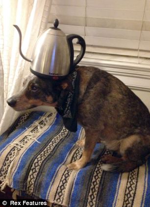 澳大利亞狗狗懷絕技鼻子啥都能頂 澳大利亞狗狗懷絕技鼻子啥都能頂