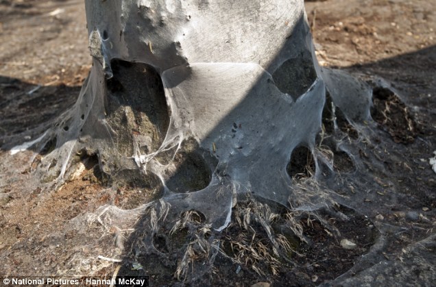 英街區(qū)遭毛蟲"入侵" 英街區(qū)遭毛蟲"入侵"