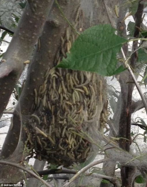 英街區(qū)遭毛蟲"入侵" 英街區(qū)遭毛蟲"入侵"