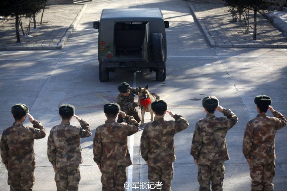 軍犬退役 軍犬退役