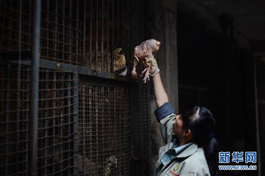 "90后"飼養(yǎng)員劉莉的“獅虎情緣” "90后"飼養(yǎng)員劉莉的“獅虎情緣”