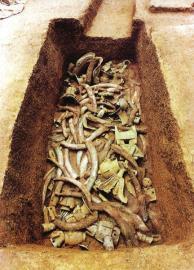 　　1月15日,青關(guān)山發(fā)掘出的大量象牙。攝影張磊　