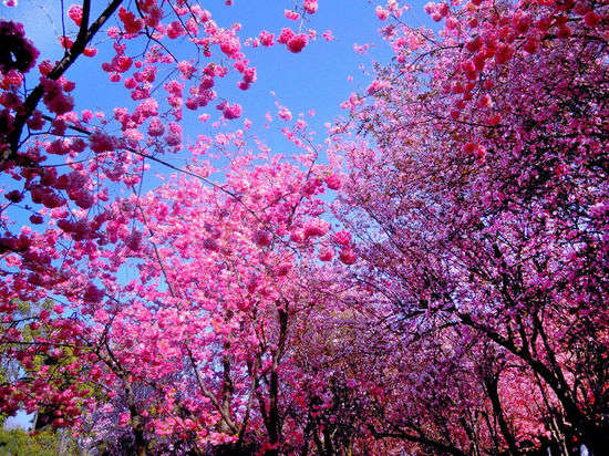 昆明探櫻看動(dòng)物 昆明探櫻看動(dòng)物