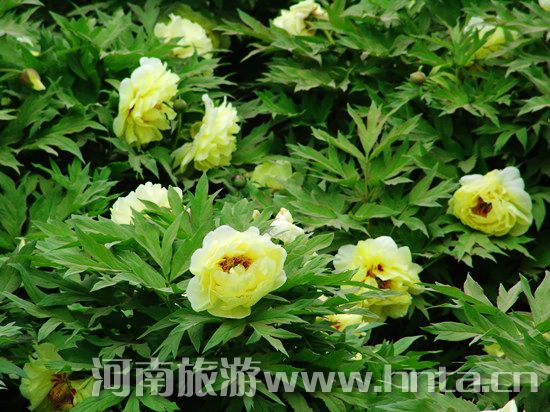 夢回唐朝 聞香識牡丹 夢回唐朝 聞香識牡丹